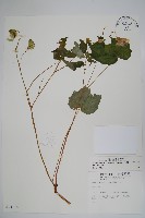 水鴨腳藏品圖，第1張