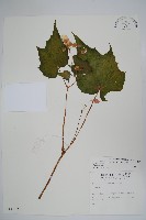 水鴨腳藏品圖，第1張