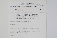 水鴨腳藏品圖，第2張