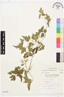 串鼻龍藏品圖，第1張