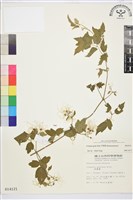 串鼻龍藏品圖，第1張