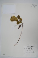 羊角藤、武靴藤藏品圖，第1張