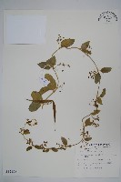 鷗蔓藏品圖，第1張