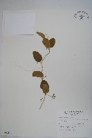 鷗蔓藏品圖，第1張