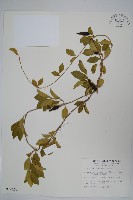 羊角藤、武靴藤藏品圖，第1張