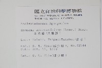 羊角藤、武靴藤藏品圖，第2張