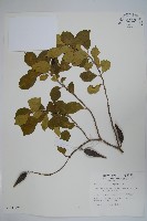 羊角藤、武靴藤藏品圖，第1張