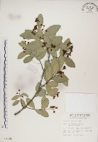 魯花樹藏品圖，第1張