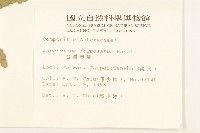 臺灣澤蘭藏品圖，第2張