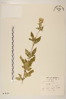 臺灣澤蘭藏品圖，第1張