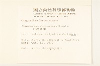 臺灣澤蘭藏品圖，第2張