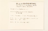 臺灣澤蘭藏品圖，第2張