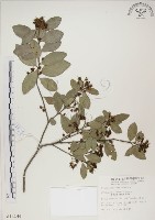 魯花樹藏品圖，第1張