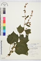 刺蒴麻藏品圖，第1張