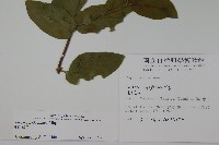 裡白忍冬、紅腺忍冬藏品圖，第2張