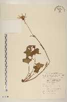 臺灣山菊藏品圖，第1張