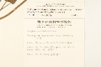 臺灣山菊藏品圖，第2張