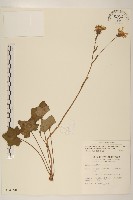 臺灣山菊藏品圖，第1張