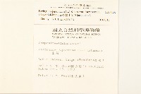 臺灣山菊藏品圖，第2張