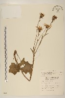 臺灣山菊藏品圖，第1張