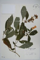 登錄號:S014166藏品圖，第1張