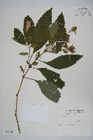 登錄號:S014168藏品圖，第1張