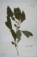 登錄號:S014169藏品圖，第1張