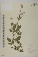 雙面刺藏品圖，第1張