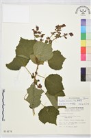 刺蒴麻藏品圖，第1張