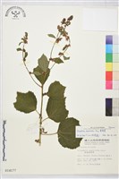 刺蒴麻藏品圖，第1張