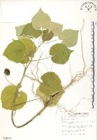 冬葵子藏品圖，第1張