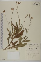 纓絨花藏品圖，第1張