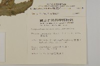 纓絨花藏品圖，第2張