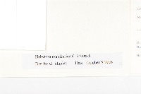 吊鐘藤藏品圖，第3張