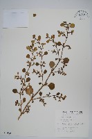 假海馬齒藏品圖，第1張