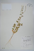 向天黃藏品圖，第1張