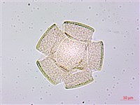 土丁桂藏品圖，第1張