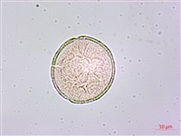 土丁桂藏品圖，第2張