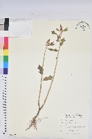 猩猩草藏品圖，第1張