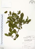 灰木藏品圖，第1張