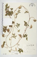 九爪藤藏品圖，第1張