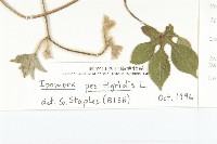 九爪藤藏品圖，第3張