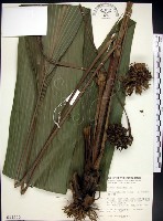 船子草、船仔草藏品圖，第1張