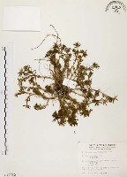 毛馬齒莧藏品圖，第1張