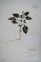 一枝香藏品圖，第1張