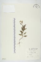 一枝香藏品圖，第3張