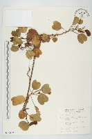 馬鞍藤藏品圖，第1張