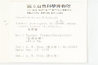馬鞍藤藏品圖，第2張