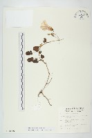 厚葉牽牛藏品圖，第1張