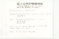 厚葉牽牛藏品圖，第2張